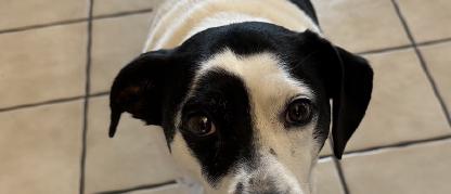 Medium-sized white dog with black spots, black ears, and black patch over one eye.